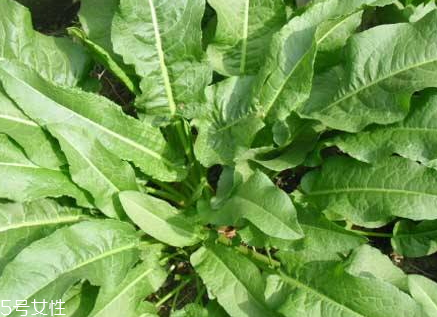 土大黄和大黄的区别 三个方面,土大黄和大黄的区别