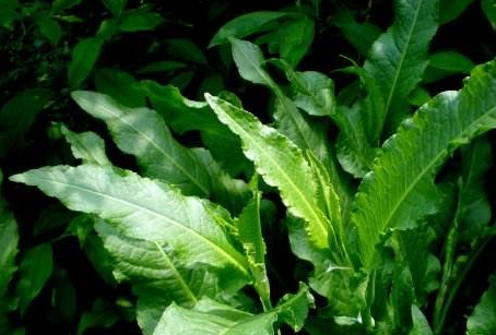 土大黄怎么吃能做菜吗,土大黄怎么吃 土大黄怎么吃能做菜吗,土大黄怎么吃