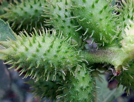 新鲜人参冷冻会不会影响效果,鲜人参冻了影响功效吗?