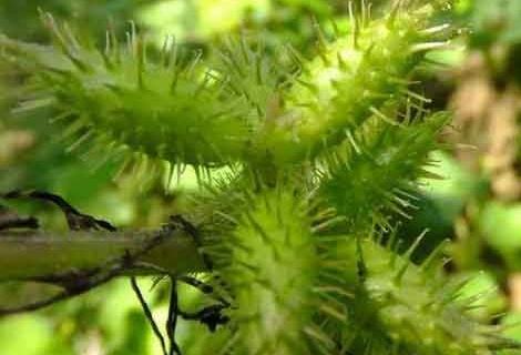 苍耳子的副作用有哪些,苍耳子的副作用及禁忌