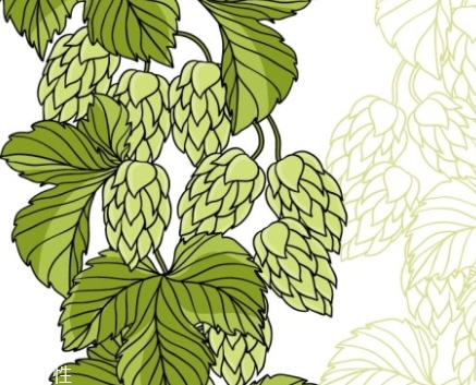 啤酒花的作用和功效,啤酒花有丰胸的作用吗