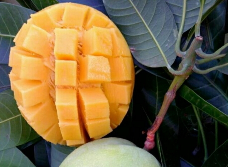 凯特芒和青芒的区别,凯特芒和大青芒的区别