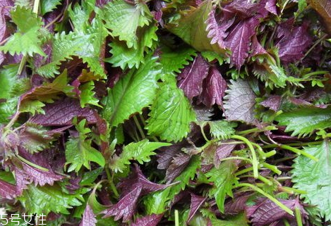 紫苏可以经常吃吗,紫苏能不能吃