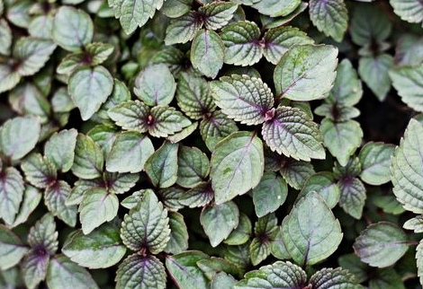 超市买回来的年糕需要泡吗,买来的年糕要不要泡下