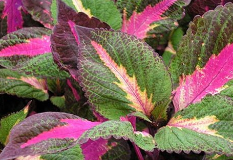 紫苏籽油可以减肥吗,紫苏籽油有减肥功效吗