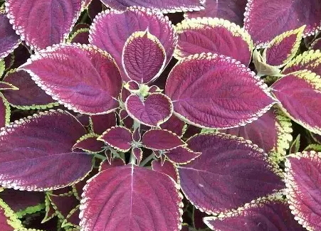 紫苏炒鸡蛋的功效和作用,紫苏煮鸡蛋的功效和作用