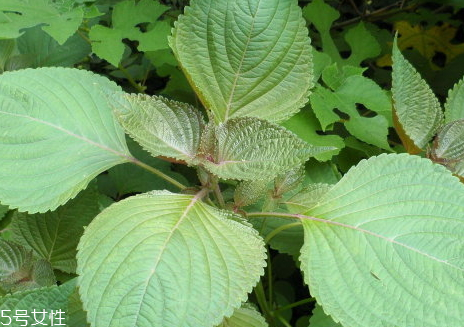 奇亚籽热量高为什么能减肥,奇亚籽的热量高吗