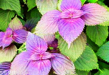 紫苏可以煮水喝吗,煮紫苏水喝有什么用