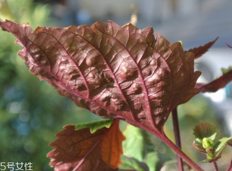 紫苏怎么吃效果好,紫苏怎么吃有什么好处 紫苏怎么吃效果好,紫苏怎么吃有什么好处