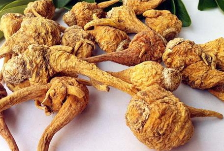 玄参功能主治,玄参药理作用