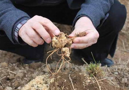 黄精有什么功效治什么病,黄精治疗什么