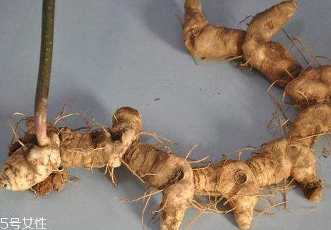 制黄精和黄芪泡水喝的功效,黄精能和黄芪泡水喝吗