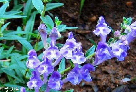 黄芩怎么吃?黄芩的功效和作用,黄芩是什么样子的图片