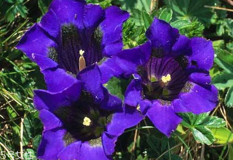 龙胆草栽培技术,龙胆草种植多长时间可以收获