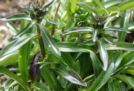 龙胆草生长周期,龙胆草花期