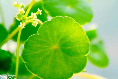 每天喝金钱草的副作用,常吃金钱草有副作用吗