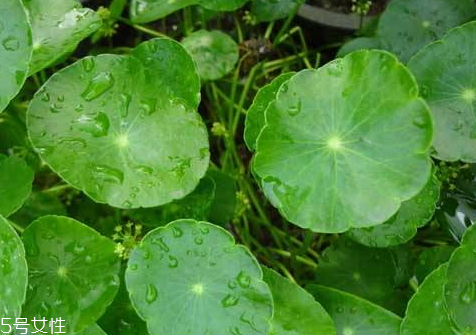 金钱草治疗痔疮,什么草治痔疮民间偏方