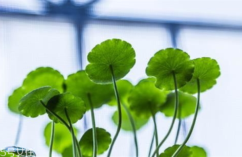 治疗前列腺炎的偏方大全,民间治疗前列腺炎偏方 治疗前列腺炎的偏方大全,民间治疗前列腺炎偏方