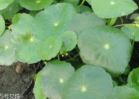 胆囊息肉的食疗法,吃什么治胆囊息肉