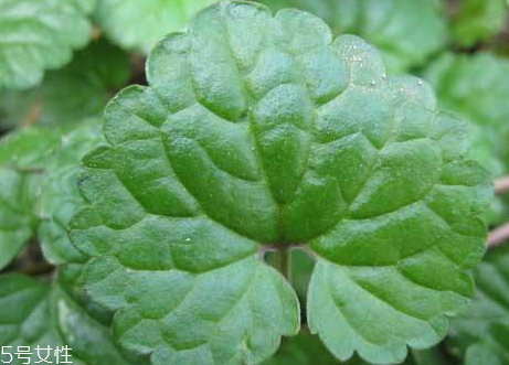 金钱草治结石的用量,金钱草治疗肾结石的用法用量