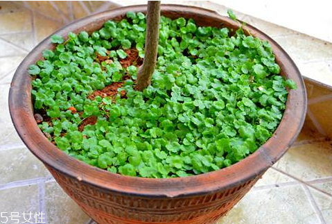 金钱草怎么吃效果好,金钱草怎么吃法