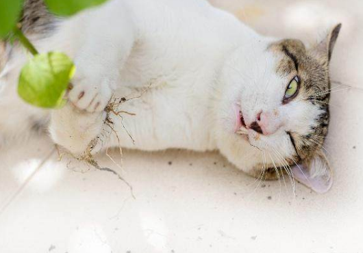 猫咪能吃猫薄荷吗,猫咪可以吃薄荷吗