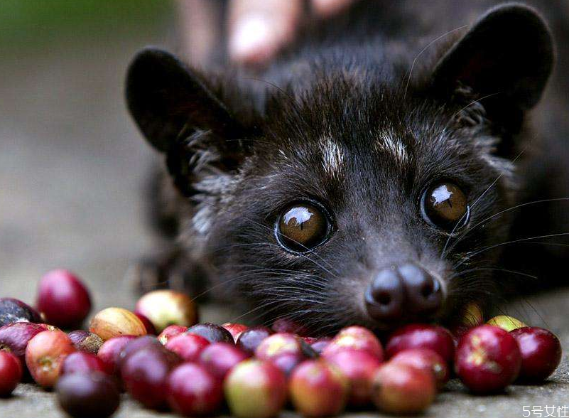猫屎咖啡的制作过程,猫屎咖啡的制作过程视频