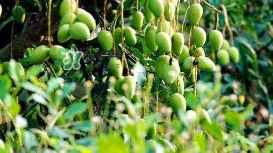 透真面膜适合什么肤质(透真面膜好用吗)