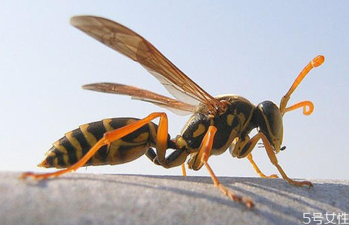 黄蜂泡酒的制作方法,如何泡黄蜂酒 黄蜂泡酒的制作方法,如何泡黄蜂酒