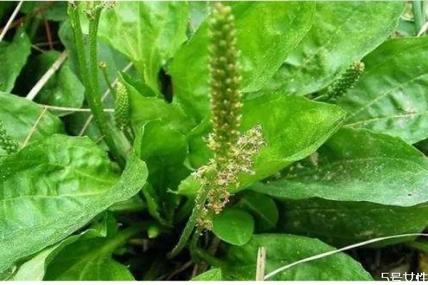 车前草一次煮多少,车前草煮水煮几分钟 车前草一次煮多少,车前草煮水煮几分钟