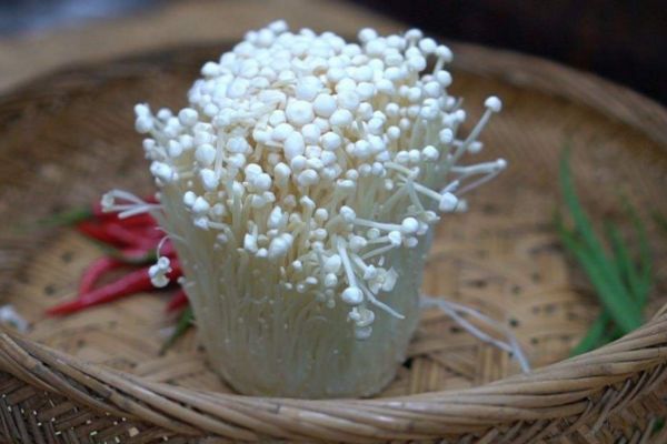 减肥的人大量吃金针菇会胖吗,金针菇减肥餐