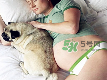 宠物对孕妇有哪些危害,宠物对孕妇有没有影响