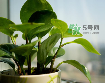 孕妇要注意哪些有辐射的东西,孕妇要避开哪些辐射 孕妇要注意哪些有辐射的东西,孕妇要避开哪些辐射