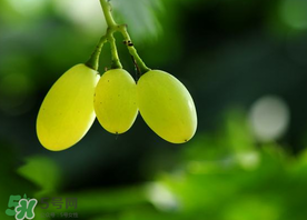 孕妇可以吃青提吗早期,孕妇可以吃青提吗