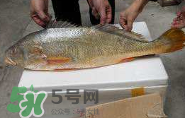 鳖孕妇可以吃吗,鳖甲孕妇可以吃吗 鳖孕妇可以吃吗,鳖甲孕妇可以吃吗