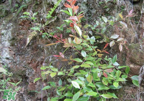 孕妇能吃雷公根吗,孕妇可以吃雷公根菜汤 孕妇能吃雷公根吗,孕妇可以吃雷公根菜汤