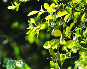 孕妇能不能吃乌饭叶,孕妇能吃乌饭吗