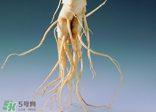 孕妇可以吃人参么,孕妇不能吃人参吗