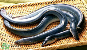 孕妇可以吃白鳝鱼吗,怀孕为什么不能吃白鳝