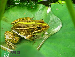 孕妇可以吃青蛙么,孕早期可以吃青蛙吗