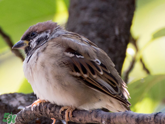 孕妇能不能吃麻雀肉,孕妇可以吃肉苁蓉孕妇可以吃吗 孕妇能不能吃麻雀肉,孕妇可以吃肉苁蓉孕妇可以吃吗