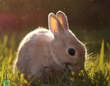 孕妇吃兔子肉孩子会得兔唇吗,孕早期吃兔肉会导致兔唇吗 孕妇吃兔子肉孩子会得兔唇吗,孕早期吃兔肉会导致兔唇吗