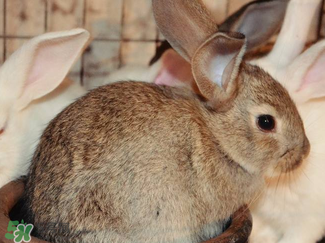 孕妇可以吃兔子肉么,孕妇不能吃兔子肉吗