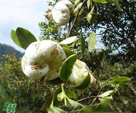 孕妇可以吃茶叶吗?,木耳菜孕妇能不能吃