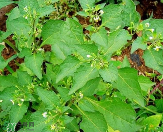 孕妇能吃龙葵吗,孕妇能不能吃葵菜