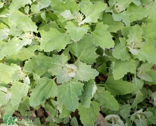 怀孕可以吃灰灰菜吗,孕妇可不可以吃灰菜