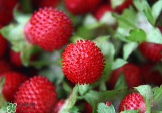 蛇莓可以吃吗?,孕期可以吃蛇果吗 蛇莓可以吃吗?,孕期可以吃蛇果吗