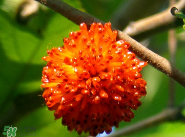 构树果实可以吃吗,构树果实怎么吃可以补肾