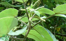 孕妇可以吃构树叶吗