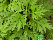 孕妇能用艾叶水擦身治湿疹吗,孕期湿疹能用艾草水抹肚皮吗